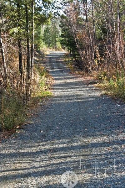 The Trail The Trail