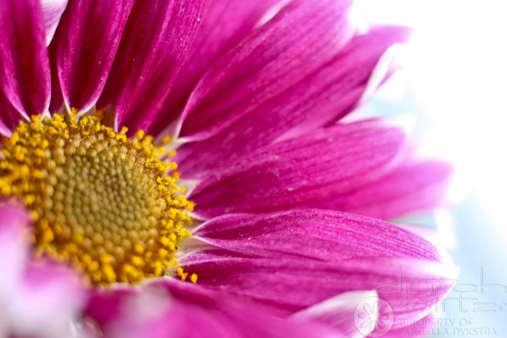 Pretty flower Pretty flower