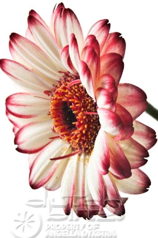 f/14, ISO 500, cropped