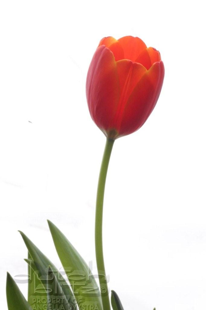 Orange tulip