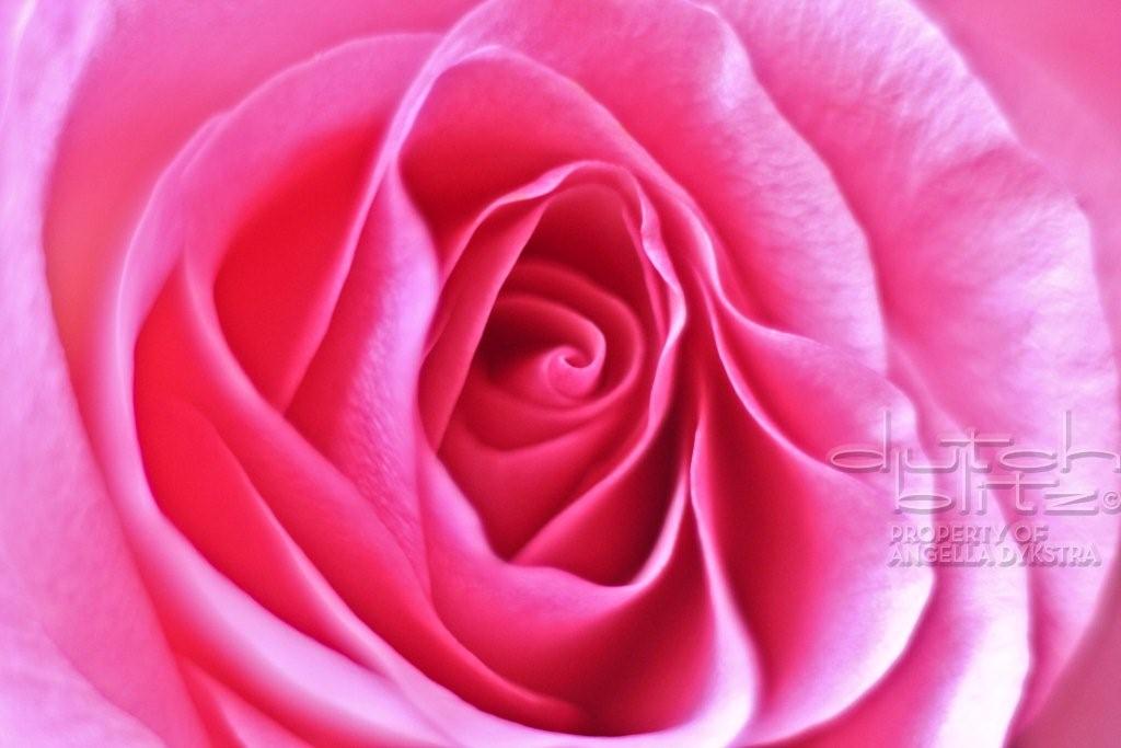 Pink roses