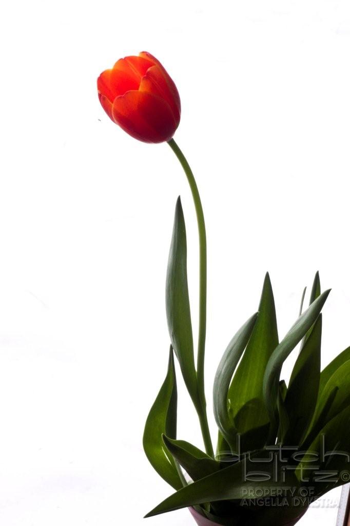 Orange tulip