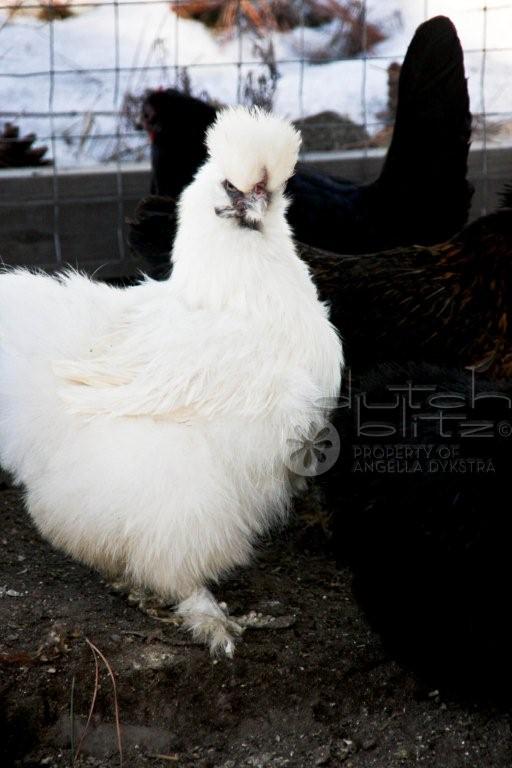 Crazy Chickens