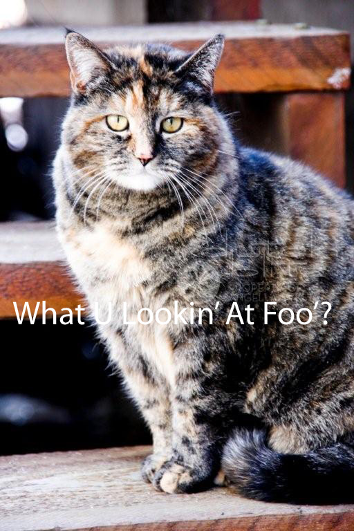 Foo’