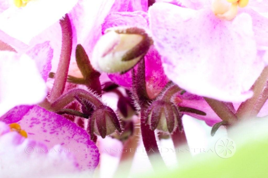 Buds