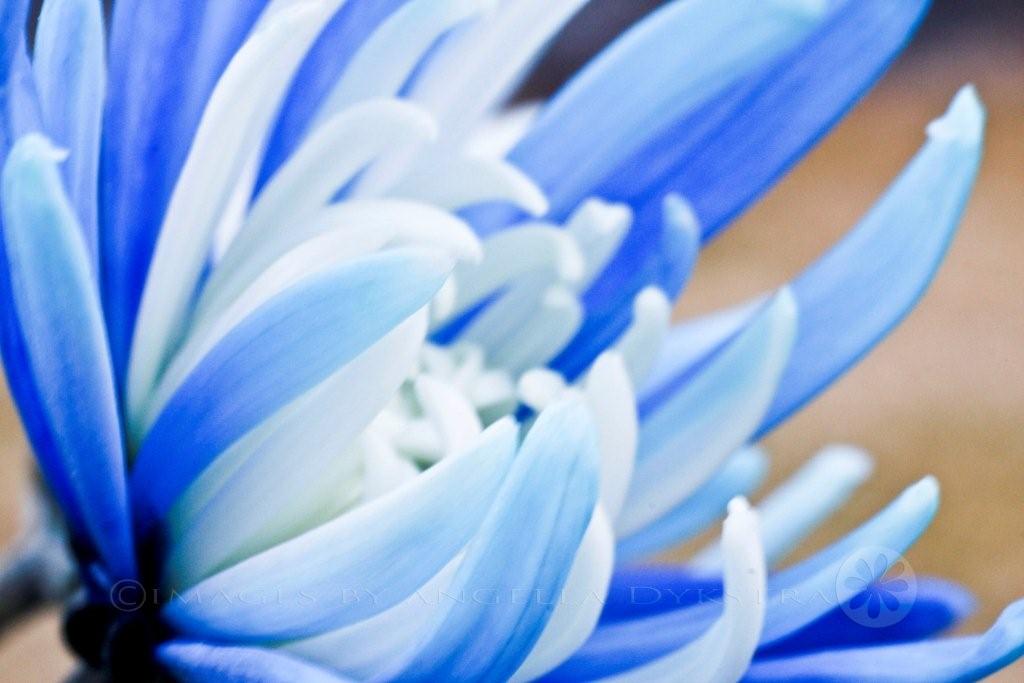 Blue and white