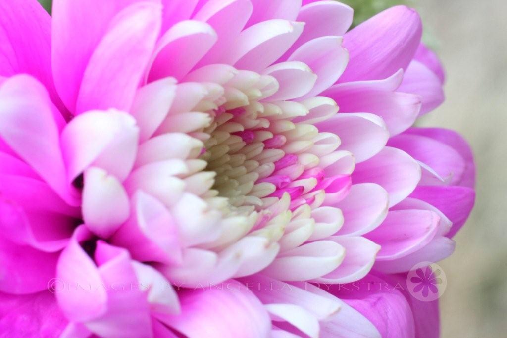 Pink!