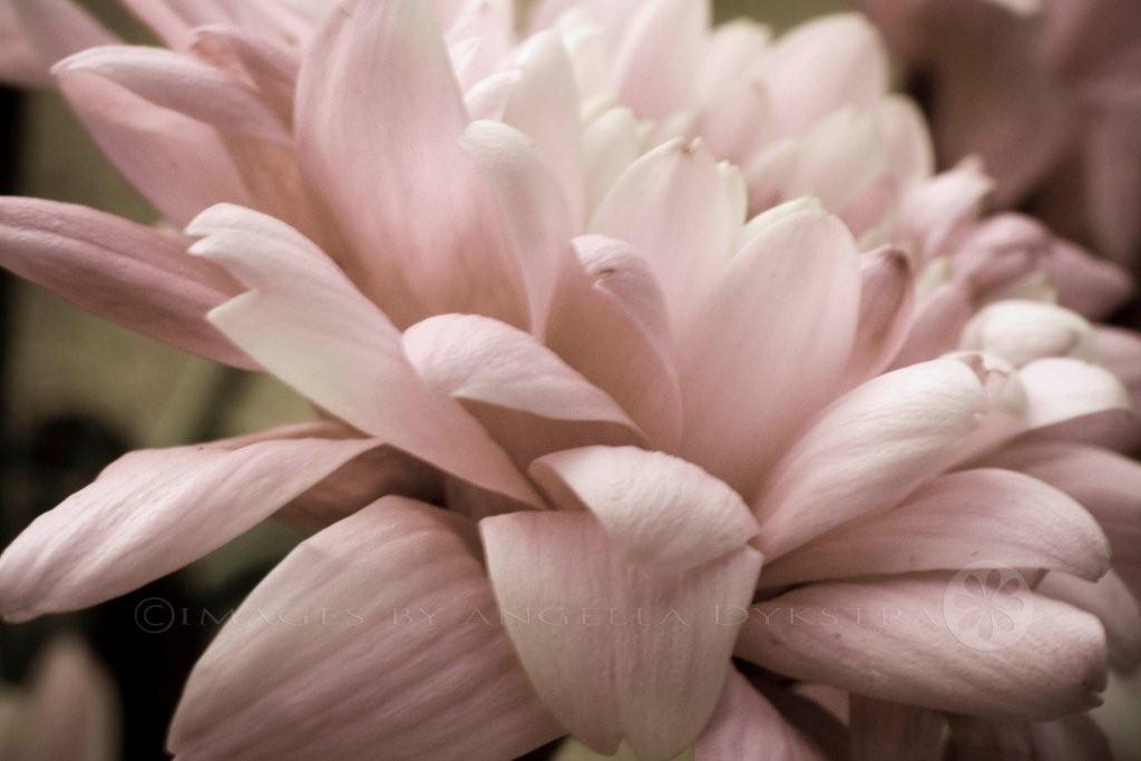 Faded pink