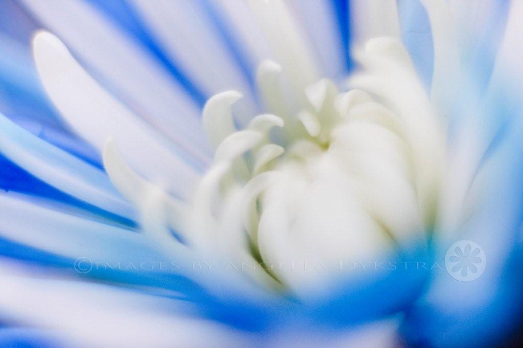 Blue and white
