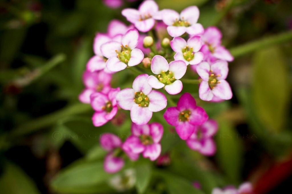 Flowers in the garden
