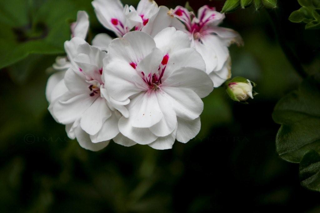 Garden Flower