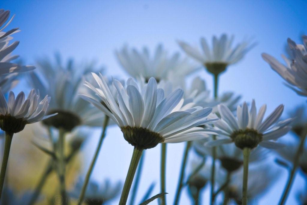img_2219wmsm Daisies. I like them.