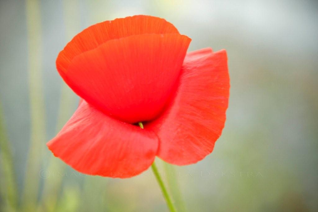 Poppy