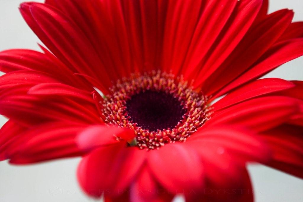 Red Gerbera
