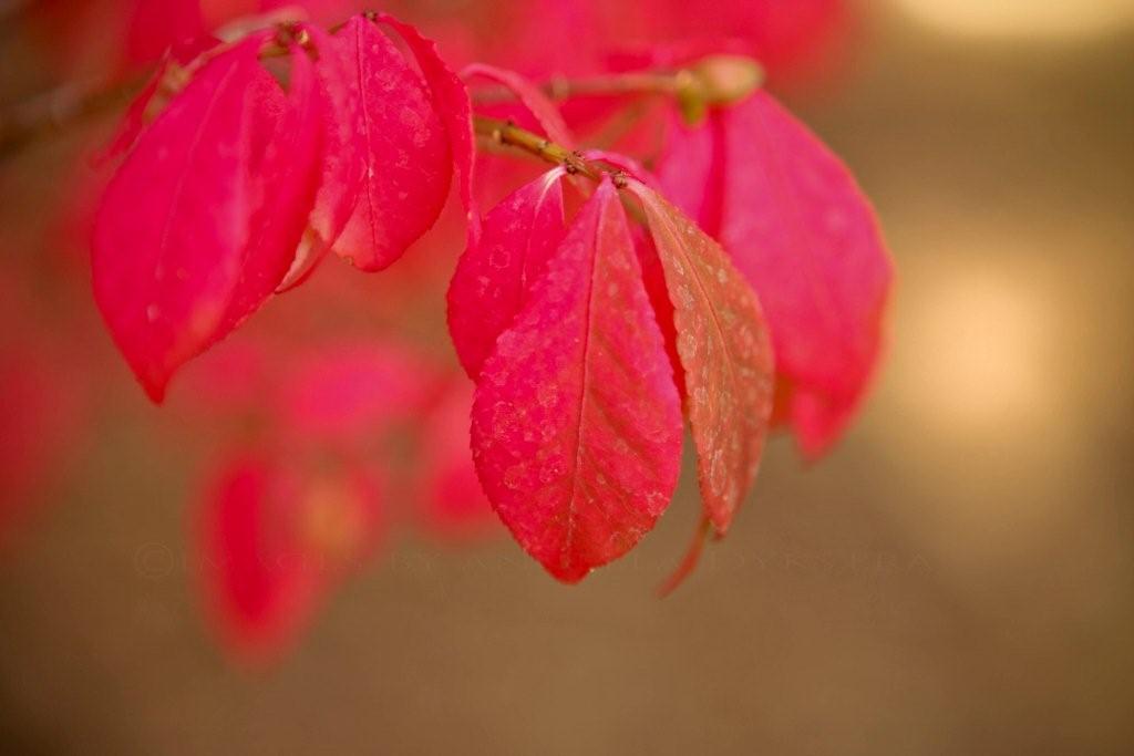 Leaves