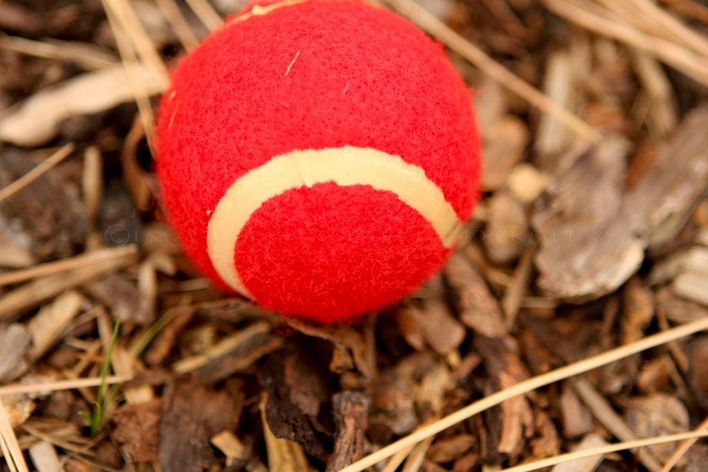 Tennis, anyone?