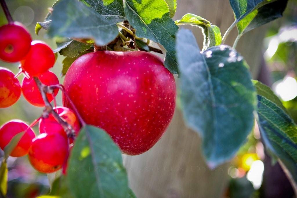 Apples