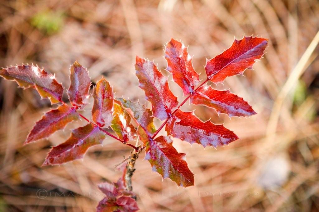 Red!