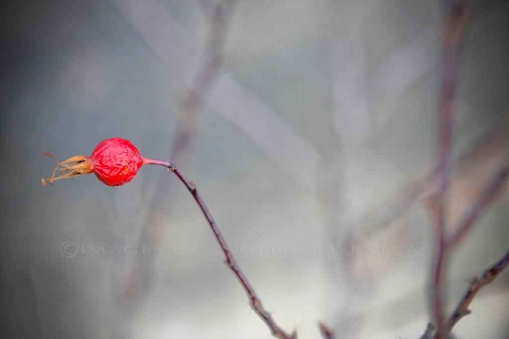 Red berry