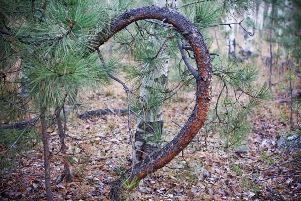 Half A Heart
