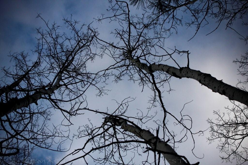 Can't see the forest for the trees