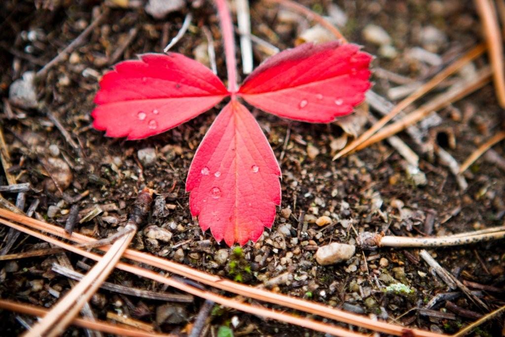 Red! Now with droplets!