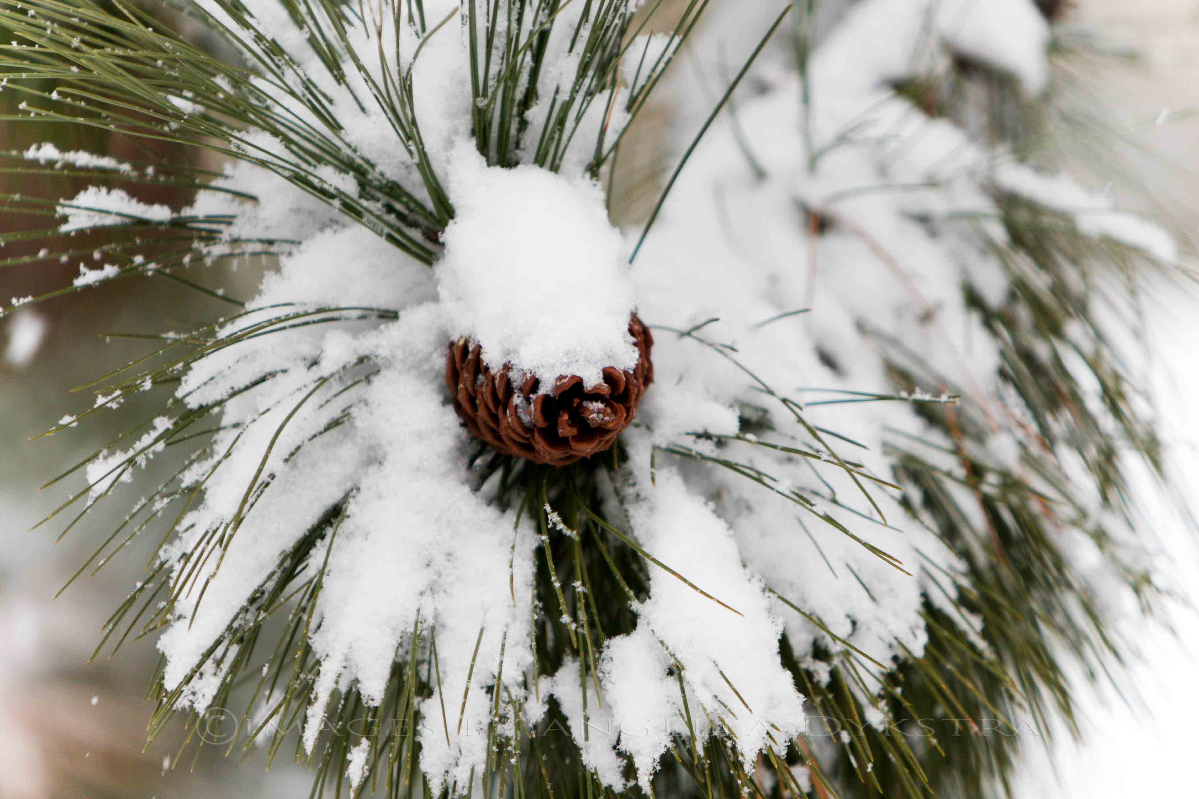 Pine cone
