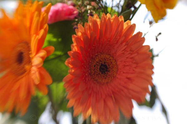 Flowers, Double Glass Flowers, Double Glass