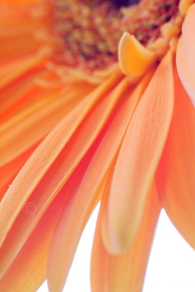 Orange Gerbera Orange Gerbera