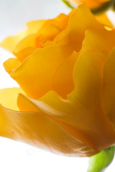 Yellow Rose Yellow Rose