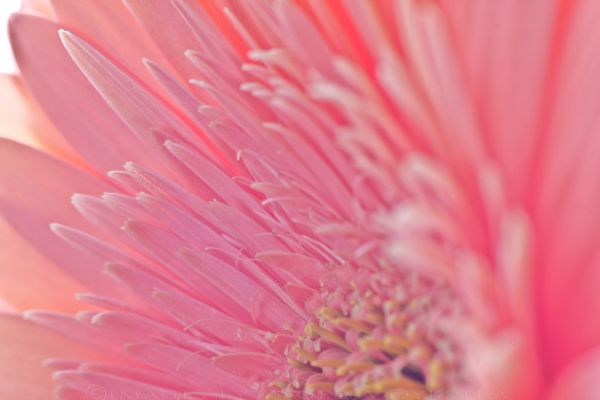 Pink Gerbera Pink Gerbera