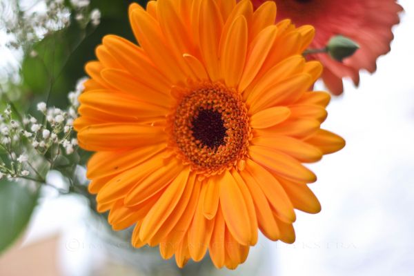 Gerbera Gerbera