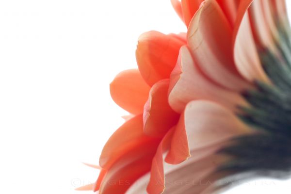 Gerbera Gerbera