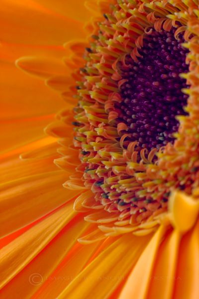 Orange Gerbera Orange Gerbera