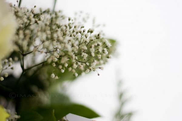 White White