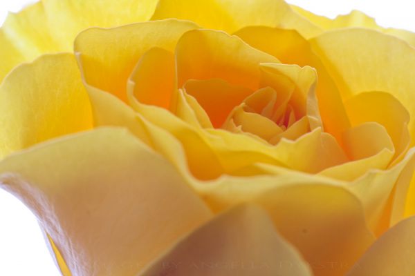 Yellow rose Yellow rose