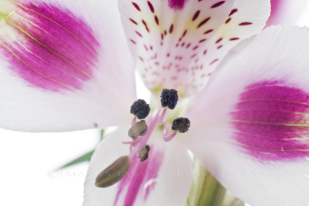 Lily Lily