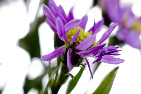 Purple Purple