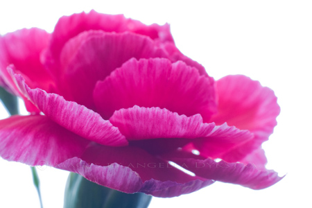 Pink Pink