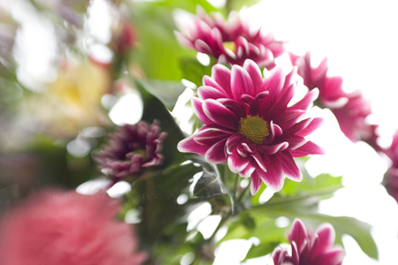 Lensbaby Lensbaby