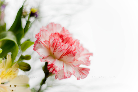 Carnation Carnation