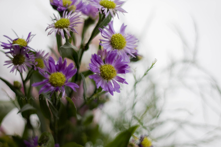 Purple Purple