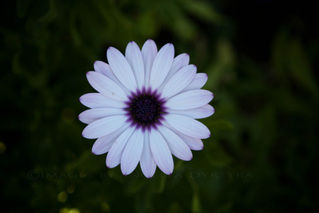 Flowers Flowers