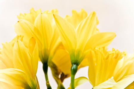 Daffodils Daffodils