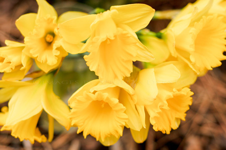 Daffodils Daffodils