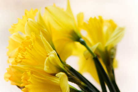 Daffodils Daffodils