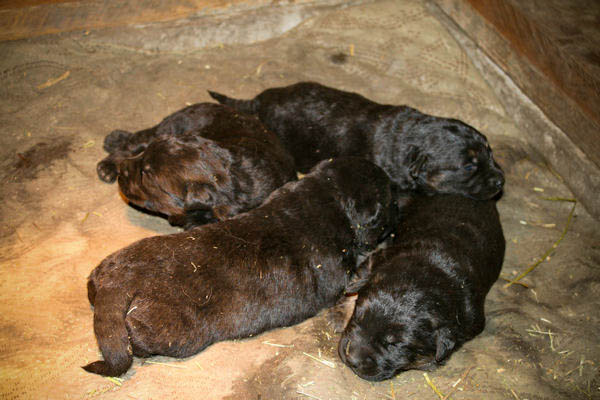 Puppies! Puppies!