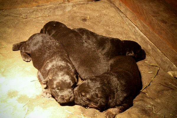 Puppies! Puppies!