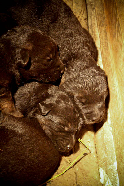 Puppies! Puppies!