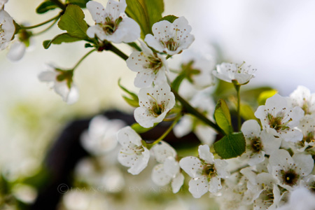 Blossoms Blossoms